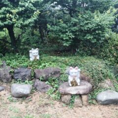【マルシェ】2025/7/5（土）朝マルシェ　開催しました！