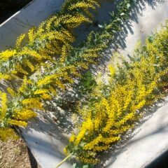 【マルシェ＆イベント】2026/2/21（土）マルシェ＆ミモザスワッグづくり＆体験！窯焼きピザ 開催しました！