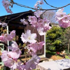 【マルシェ＆イベント】2026/3/21（土）マルシェ&体験窯焼きピザ！開催しました。